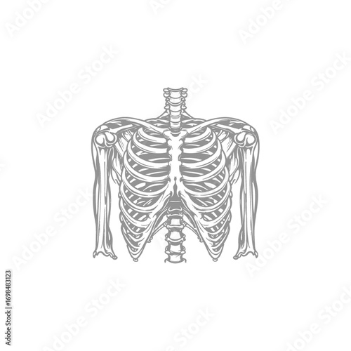 Human Thorax Skeletal Anatomy Illustration