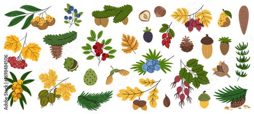 Autumn berries, branches and fruits cartoon vector set. Forest harvest, berries, cones and nuts. Rosehip, sea buckthorn, viburnum, hawthorn, cranberry and other fruits with autumn leaves.