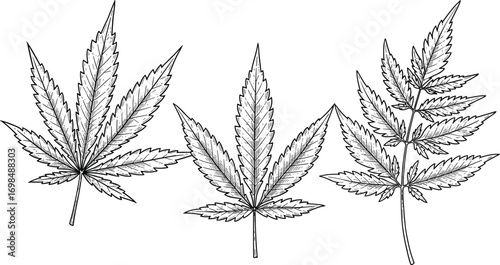 Hand drawn cannabis leaf set, black and white marijuana illustration, botanical hemp plant sketch, vintage medical weed design vector