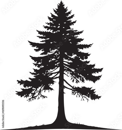 Silhouette of a tall evergreen pine tree conifer