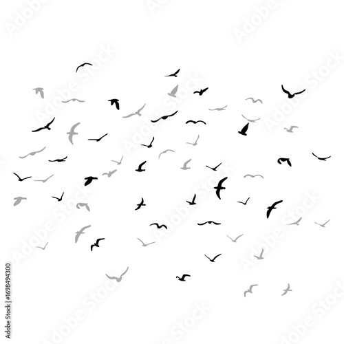 A flock of flying silhouette birds. Black on white background. Vector
