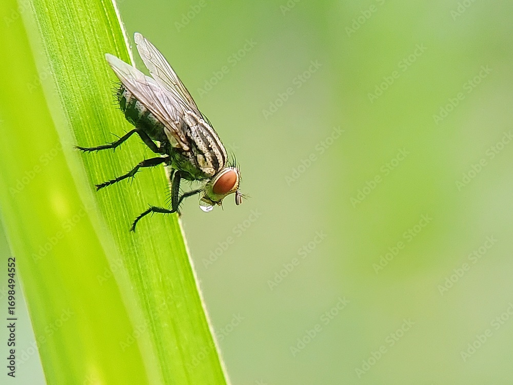 Naklejka premium Detailed Portrait of a Housefly (Musca domestica) with Red Compound Eyes, Cleaning Its Legs on a Leaf Surface in the Morning