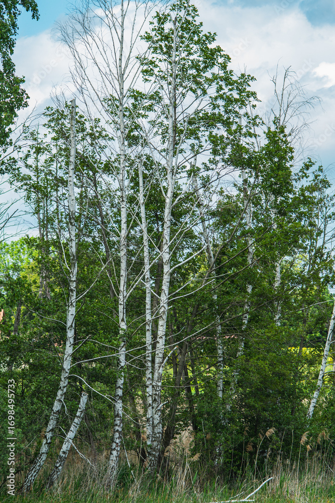 Fototapeta premium A section of the forest with young birch trees at the beginning of spring