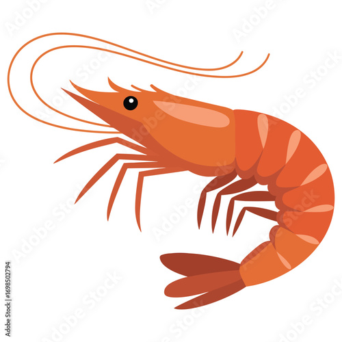 shrimp on white background