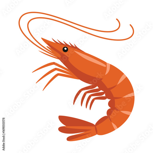 shrimp on white background