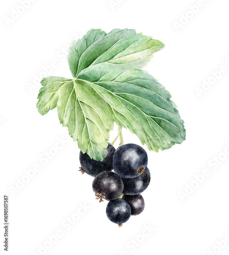 Ripe cassis bunch and leaf isolated watercolor hand drawn illustration. Garden plant blackberries botanical clip art. Summer black currant fruits for cosmetic, packaging, card, textile, horticulture