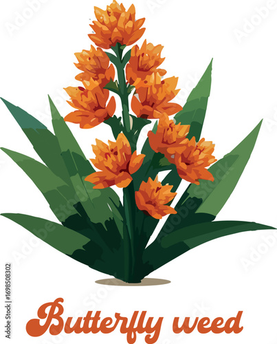 Butterfly weed logo vector white background .