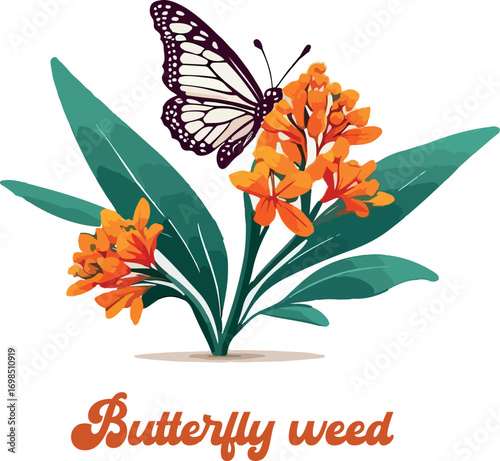 Butterfly weed logo vector white background .