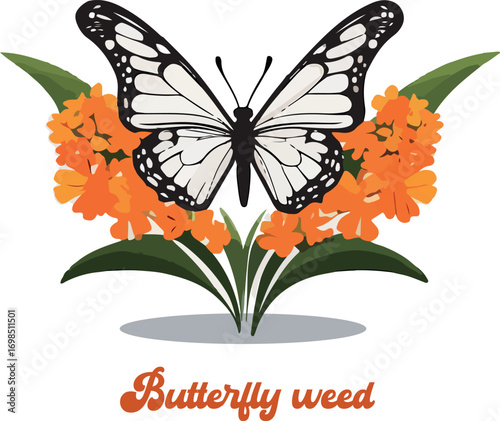 Butterfly weed logo vector white background .