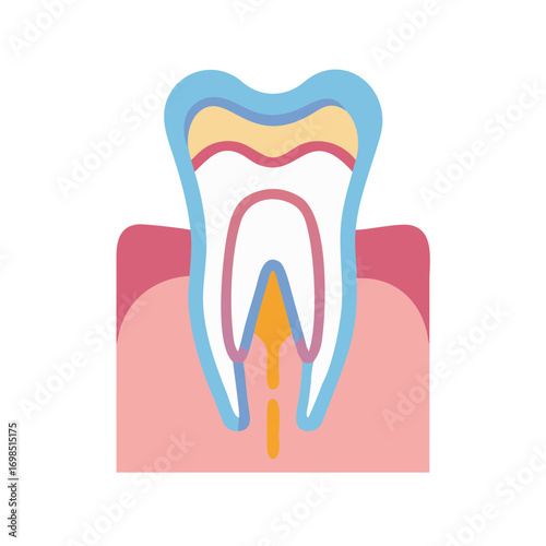 Flat illustration showing tooth anatomy with gum and bone