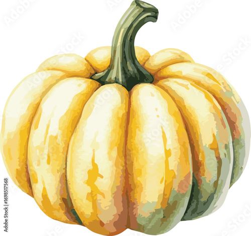 Vector watercolor painted illustration of an acorn squash