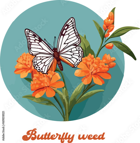 Butterfly weed logo vector white background .