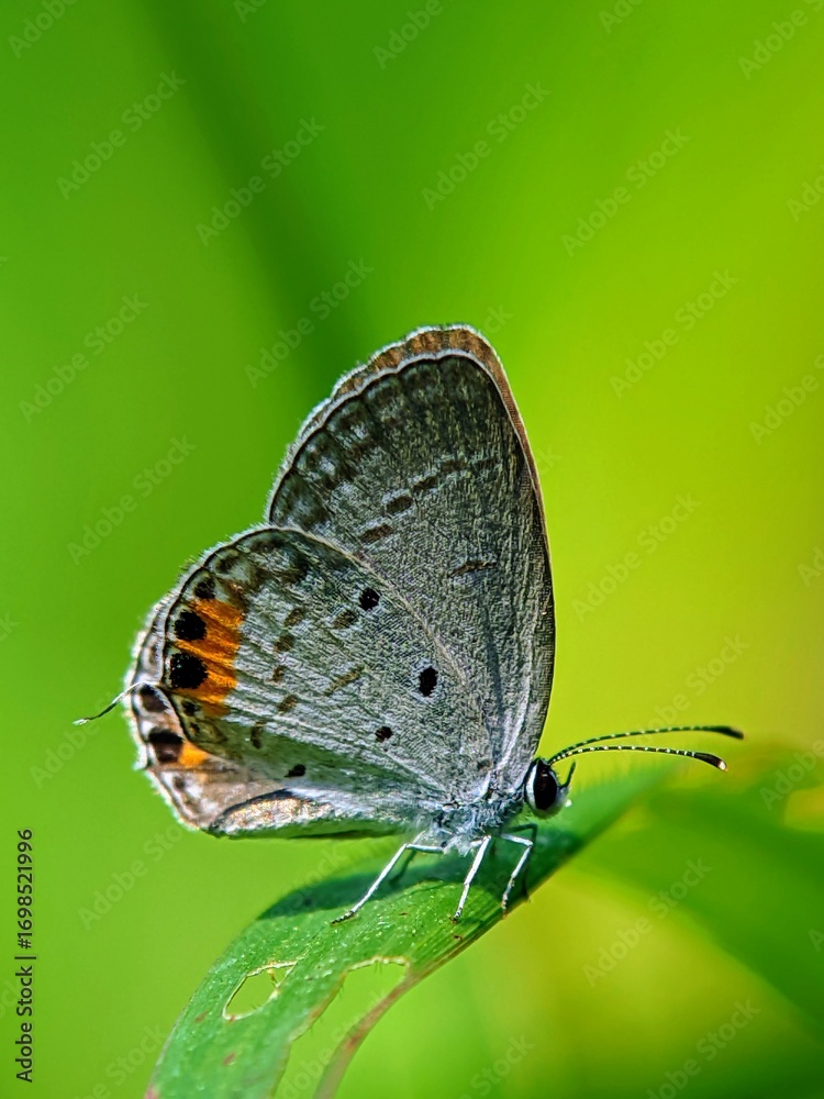 Obraz premium Gray Hairstreak Butterfly (Strymon melinus) Perched on Leaf, Green Bokeh Background