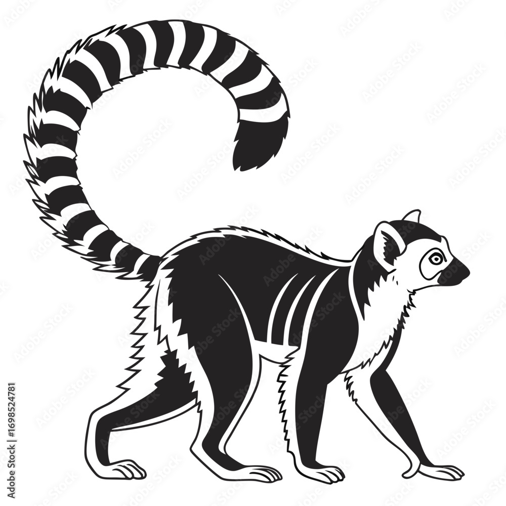 Obraz premium Ring tailed lemur walking with striped tail curled up