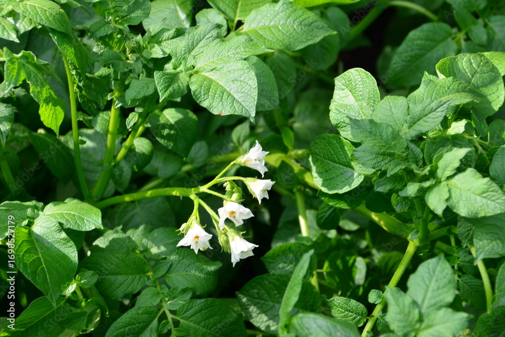 Obraz premium Potato plant with white flowers blooming amongst vibrant green leaves