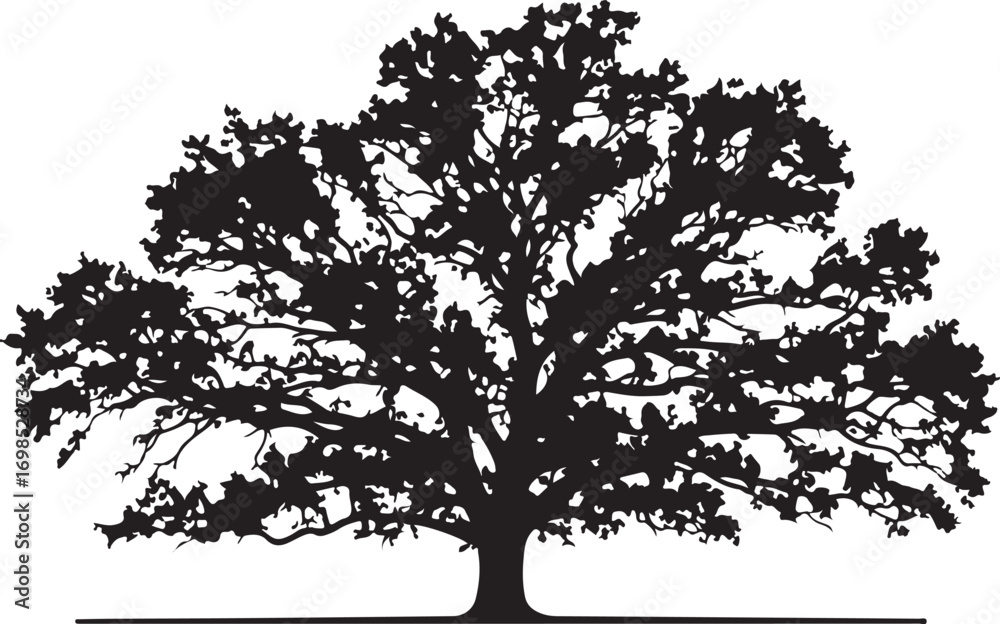 Obraz premium Black silhouette of a large oak tree with spreading branches