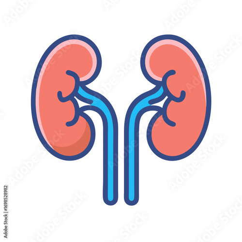 Medical illustration of healthy human kidneys on black background