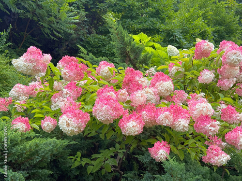 Cuadro en lienzo Blooming hydrangea paniculata pink white blossom