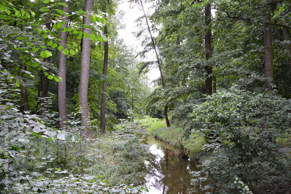 Obraz premium A slow-moving stream meanders through a dense, wild forest, its calm surface reflecting the lush green trees and foliage