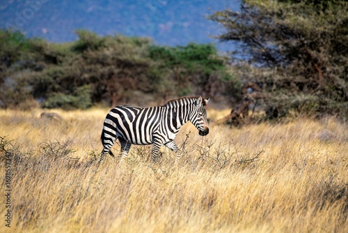 Photos Grevy's Zebra walking in the Savannah at the Samburu national park in Kenya
