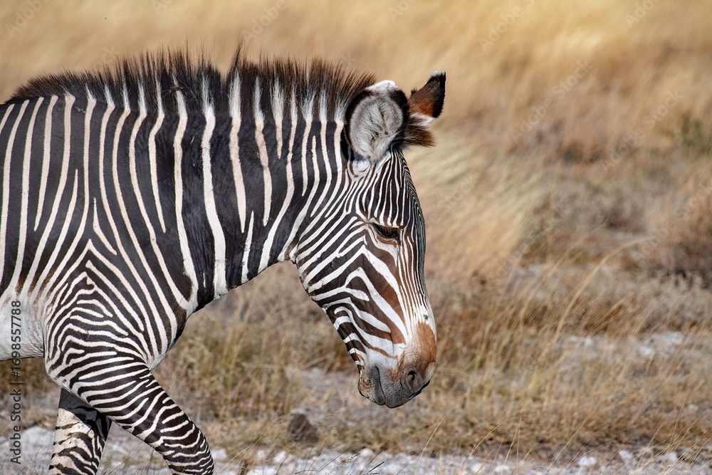 Fototapeta premium Grevy's Zebra walking in the Savannah at the Samburu national park in Kenya