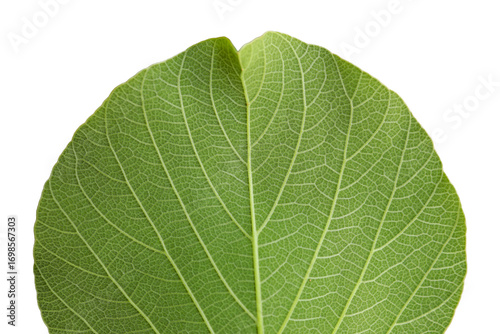 Macro of a fresh green leaf with a detailed vein texture, isolated on a white background