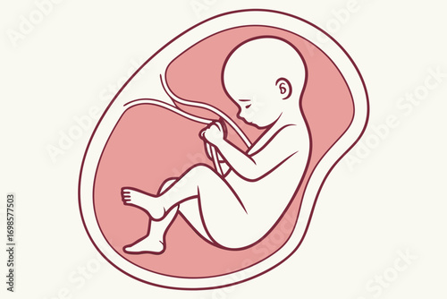 Illustration of a human fetus developing inside the uterus