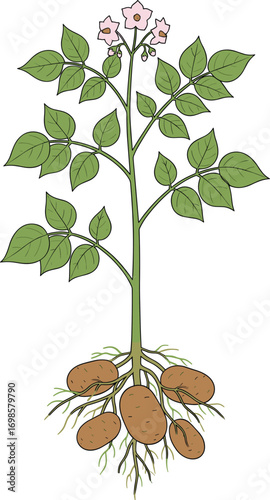 Botanical illustration of potato plant with roots, tubers, green leaves, pink flowers, agriculture, farming, educational diagram, flat vector vegetable drawing