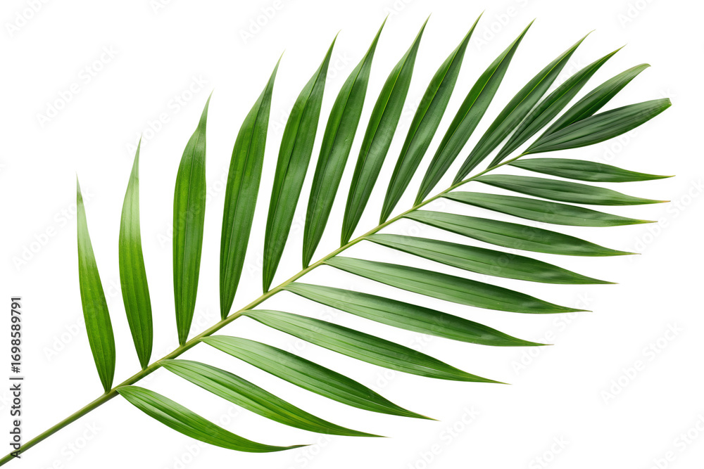 Fototapeta premium Lush Green Palm Leaf on White Background