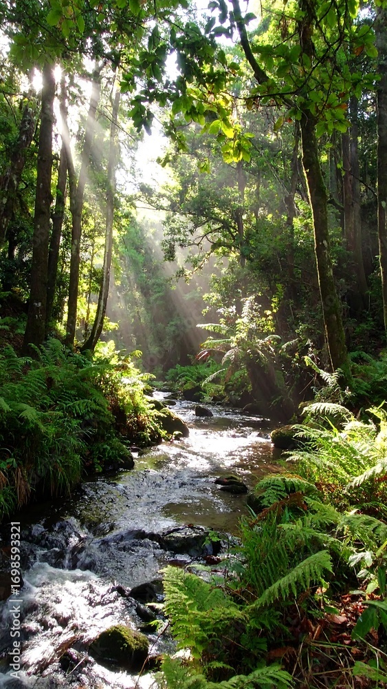 Fototapeta premium Sunlight streams through lush forest canopy onto a babbling brook