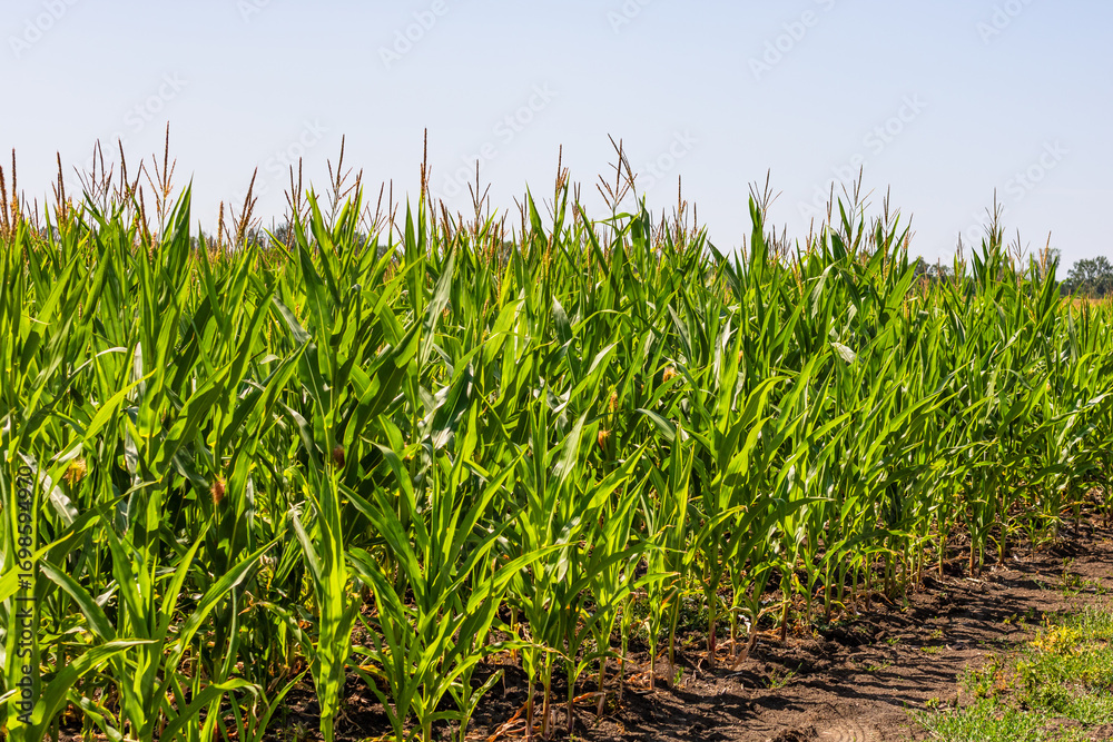 Fototapeta premium Corn field. Cereals for flour production