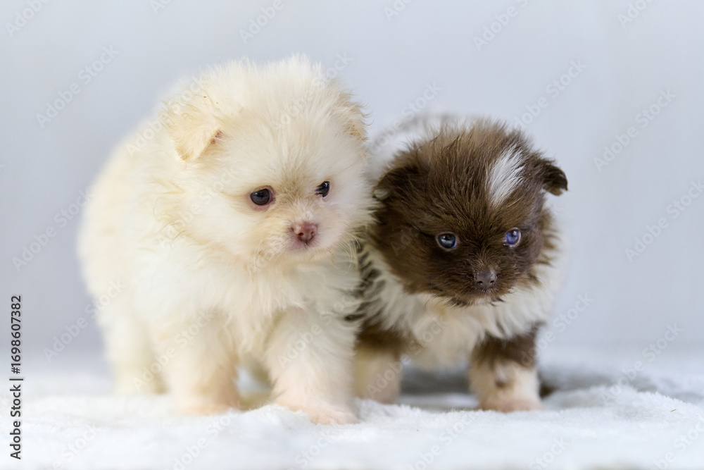 Obraz premium Two fluffy pomeranian spitz puppies sitting on soft white blanket. Warm natural lighting highlights their fur, creating serene and peaceful scene. Their expressive eyes convey innocence and curiosity