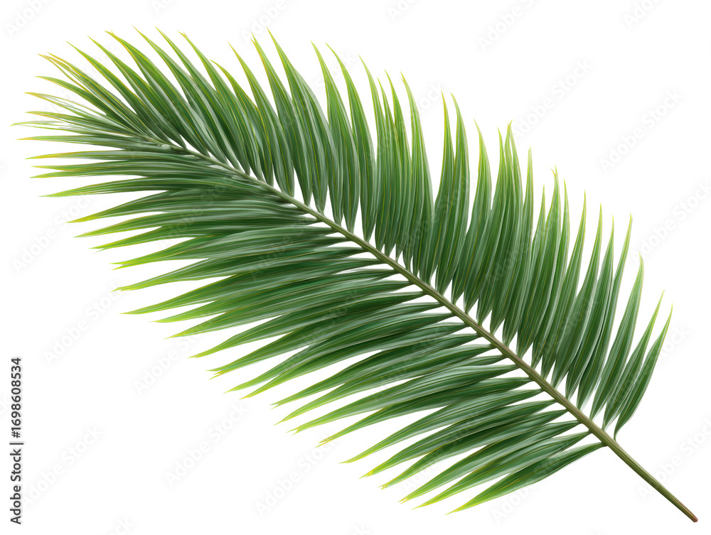 Fototapeta premium Palm, leaf, green, tropical, plant Lush palm leaf green tropical plant isolated transparency