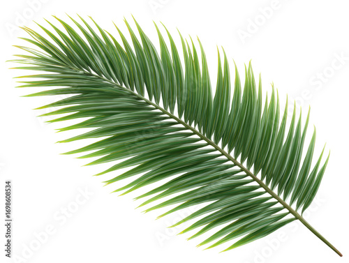 Palm, leaf, green, tropical, plant Lush palm leaf green tropical plant isolated transparency