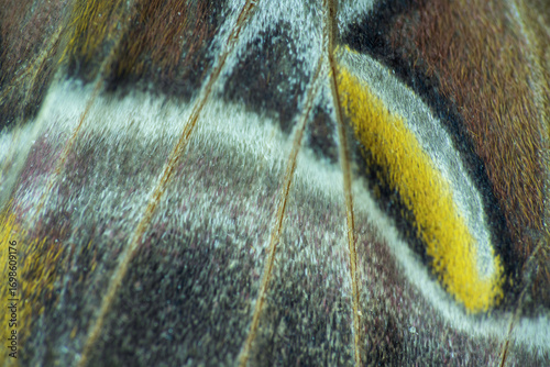 Ailanthus silkmoth, samia cynthia butterfly wing texture background. Abstract animal, nature backdrop
