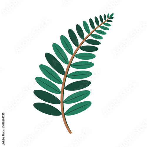 Delicate green fern frond with oval leaves isolated natural botanical element