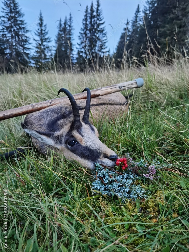 Naklejka premium happy hunting - pay tribute after the hunt of a young chamois female on the mountains at a autumn day