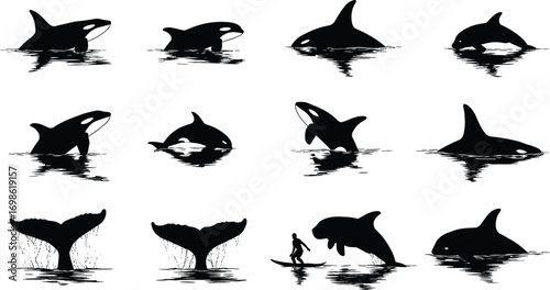 Orca whale silhouette set, killer whale jumping, swimming orca, ocean wildlife, marine mammal illustration, sea animal, vector clipart design