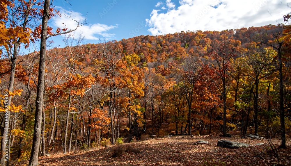 Fototapeta premium Autumn foliage hillside
