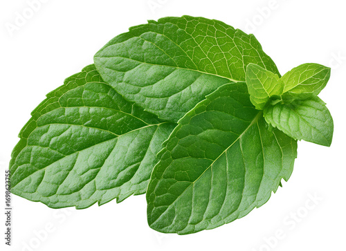 mint leaf isolated on transparent background.