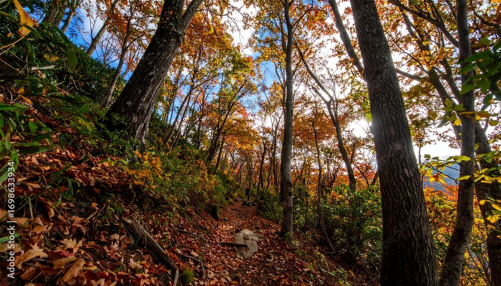Obraz premium Autumn forest path