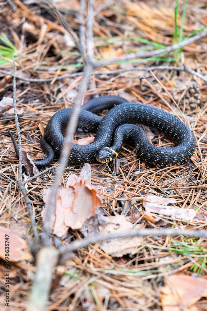 Fototapeta premium Coiled Black Snake Camouflaged Among Pine Needles