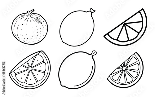 Vector art of hand drawn citrus fruits
