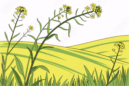 Canola field sprigs with yellow blossoms and green stems.
