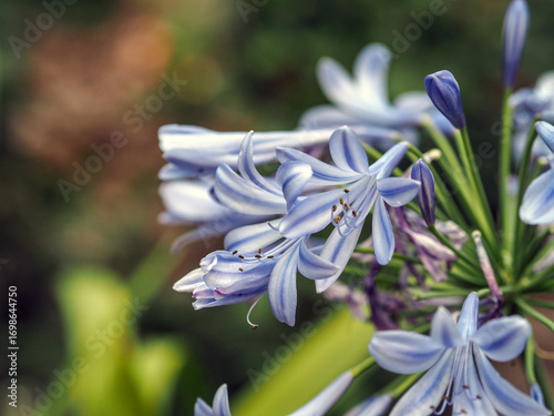 Agapanthus (Agapanthus africanus) in Bloom – Lily of the Nile with Lavender Trumpet-Shaped Flowers close up