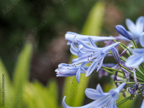 Agapanthus (Agapanthus africanus) in Bloom – Lily of the Nile with Lavender Trumpet-Shaped Flowers