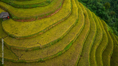 Schilderij op canvas An aerial view of vibrant golden rice terraces curving across the hills, with small traditional huts nestled in between, showcasing the harmony between agriculture and nature in a lush landscape