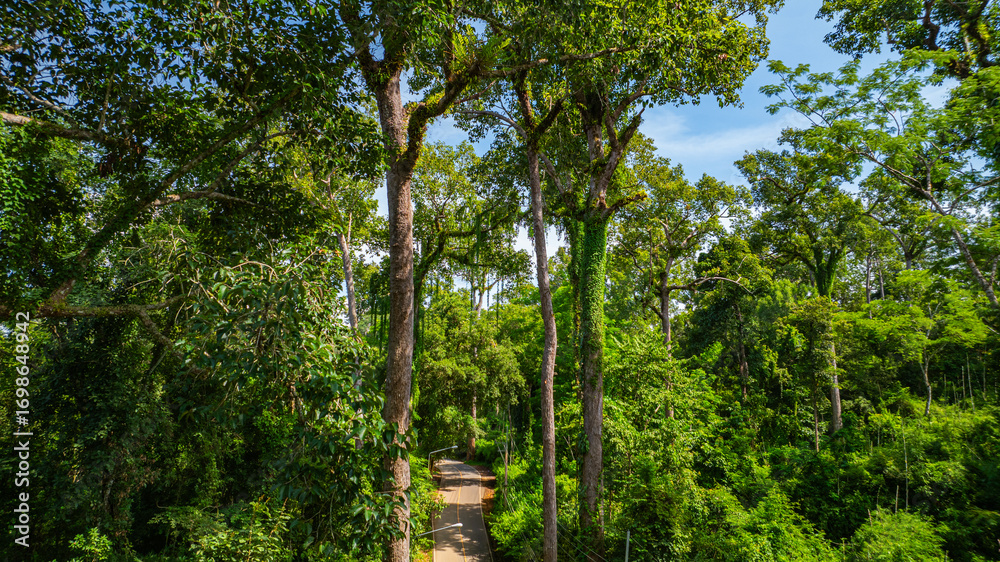 Fototapeta premium An aerial view of a serene road winding through a dense tropical forest, surrounded by towering trees and vibrant greenery under a clear blue sky.