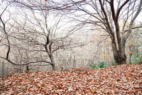 campo de castaños en otoño con las ramas sin hojas que están esparcidas por el terreno