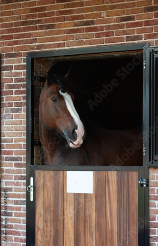 Beautiful horse looking out of the stable box